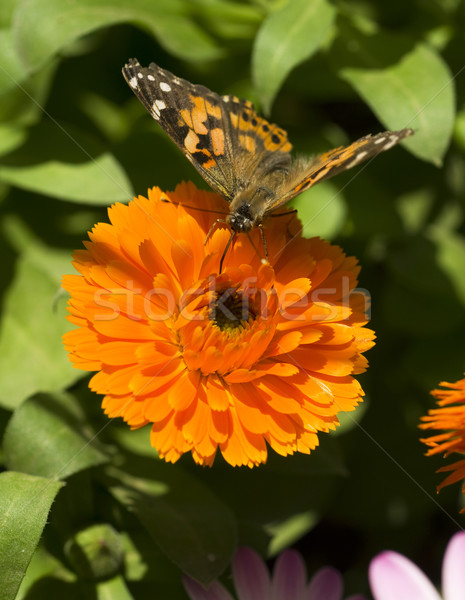 Butterfly Feeding Stock photo © cboswell