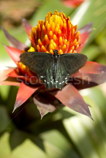 Pipevine Swallowtail Stock photo © cboswell