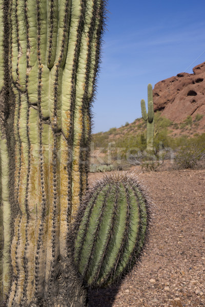 Arizona Desert Landscape Red Rocks with Cactus Stock photo © cboswell