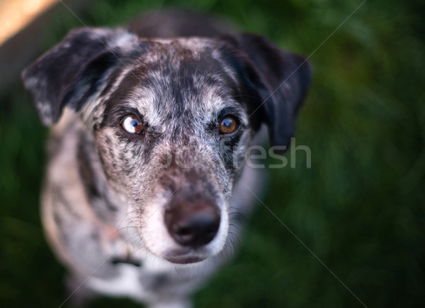 Bright Eyed Unique Looking Dog Canine Looks at Camera Stock photo © cboswell