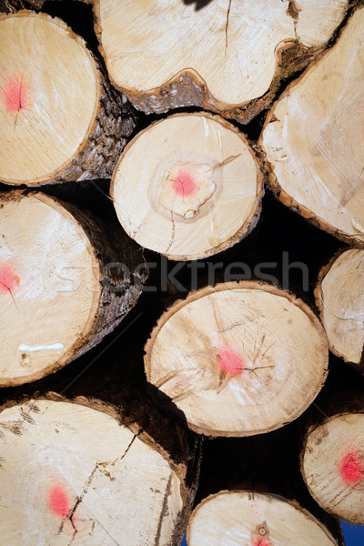 Trees Logs Sit Stacked Northern Minnesota Logging Operation Stock photo © cboswell