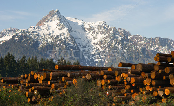 Logging Camp Whithorse Mountain Darrington Washington Stacked Lo Stock photo © cboswell
