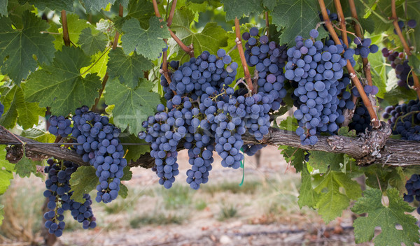 Grapes on the Vine Stock photo © cboswell