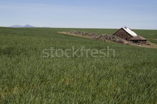 Abandoned Farm House Ghost Homestead Remains Agricultural Field Stock photo © cboswell