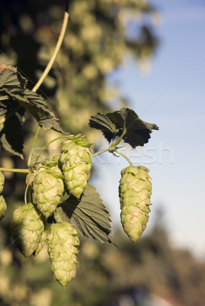 Hops Plants Buds Growing in Farmer's Field Oregon Agriculture Stock photo © cboswell