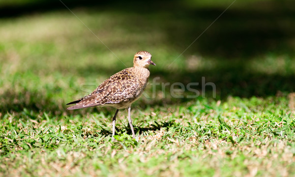 Pacific Golden Plover Wild Bird Oahu Haiwaii Animal Wildllife Stock photo © cboswell