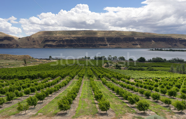 Farmer Fields Orchards Fruit Trees Columbia River Gorge Stock photo © cboswell