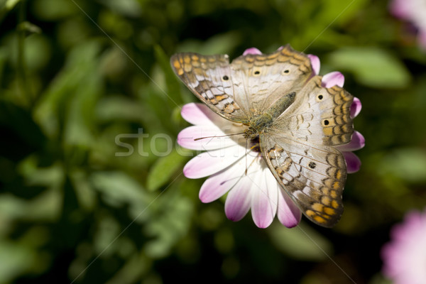 White Peacock Butterfly Stock photo © cboswell