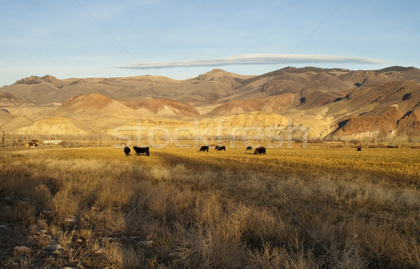 Cattle Grazing Ranch Livestock Farm Animals Western Mountain Lan Stock photo © cboswell