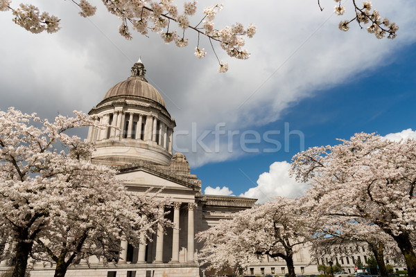 Washington State Capital Building Olympia Springtime Cherry Blos Stock photo © cboswell
