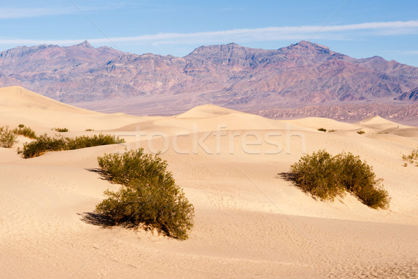 Sand Dunes Death Valley Desert Mesquite Flat Grapevine Mountains Stock photo © cboswell