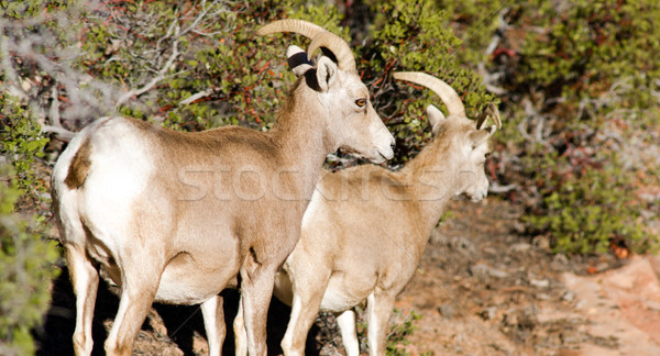 Wild Animal Alpine Mountain Goats Searching for Food High Forest Stock photo © cboswell