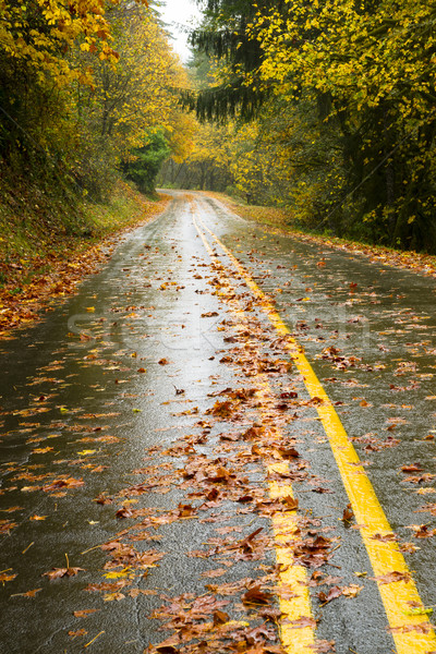 Wet Rainy Autumn Day Leaves Fall Two Lane Highway Travel Stock photo © cboswell