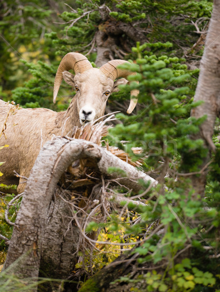 Healthy Male Ram Bighorn Sheep Wild Animal Montana Wildlife Stock photo © cboswell