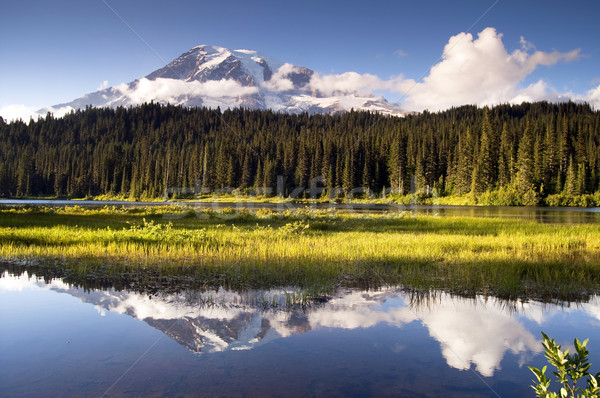 Saturated Color at Reflection Lake Mt. Rainier National Park Stock photo © cboswell