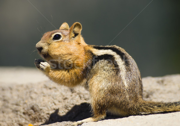 Wild Animal Chipmunk Stands Eating Filling up For Winter Hiberna Stock photo © cboswell