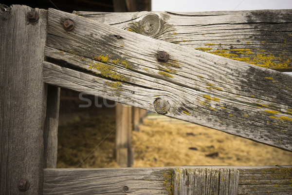 Knotty Fence Gate Farm Barn Wood Grain Moss  Stock photo © cboswell