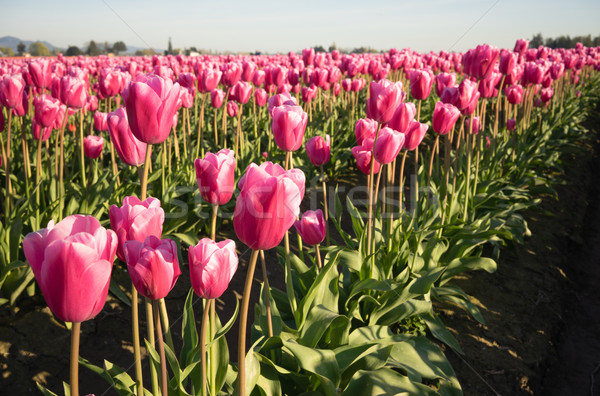 Roze tulpen zonlicht landbouw Stockfoto © cboswell