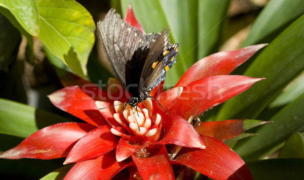Pipevine Swallowtail Landed Stock photo © cboswell