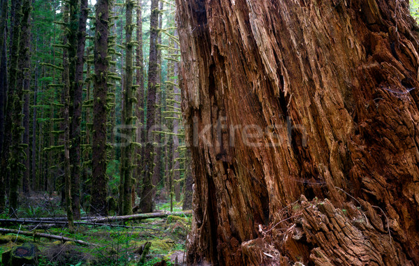 Massive Old Growth Red Cedar Tree Split Apart Wooded Rainforest Stock photo © cboswell
