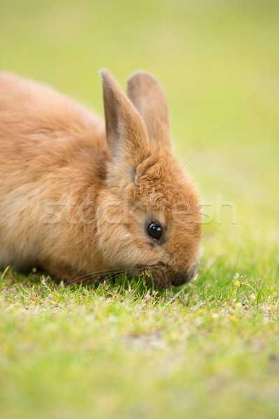 Wild Bunny Feeds on Local Grasses Cute Rabbit Stock photo © cboswell
