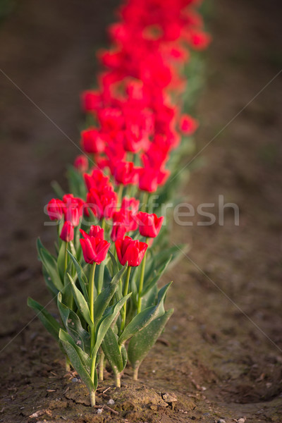 Stock photo: Red Tulips Bend Towards Sunlight Floral Agriculture Flowers