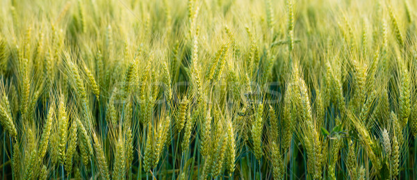 Close Up Whole Grains Real Food Growing in Farmers Field Stock photo © cboswell