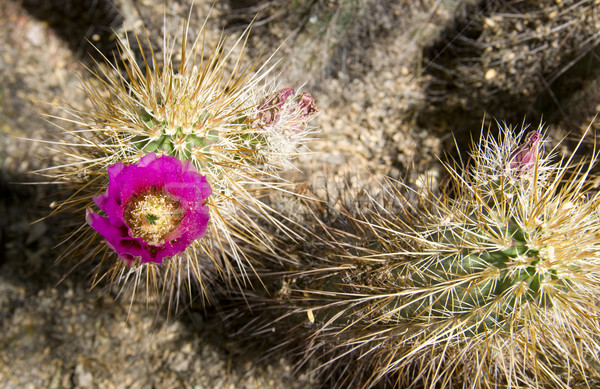 Flowering Cactus Stock photo © cboswell