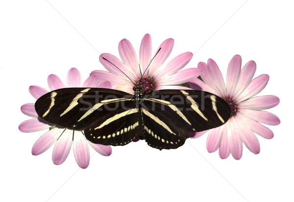 Pink Daisies Zebra Longwing Butterfly Isolated White With Clippi Stock photo © cboswell