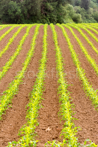 Farmer's Field Corn Oregon Agriculture Food Grower Stock photo © cboswell