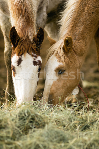 Wild Horse Face Portrait Feeding Close Up American Animal Stock photo © cboswell