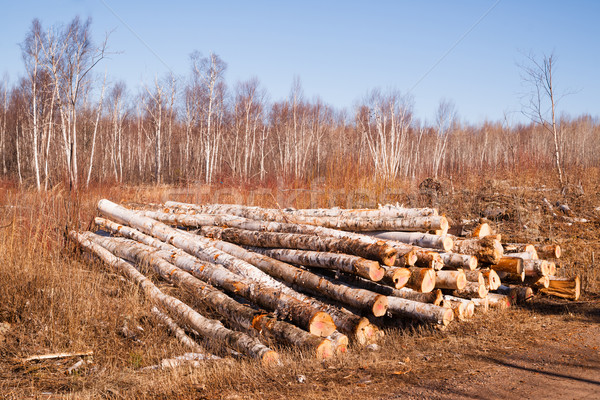 Bäume sitzen gestapelt nördlich Minnesota Betrieb Stock foto © cboswell