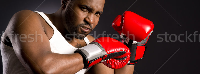 Mad Boxer Stock photo © cboswell