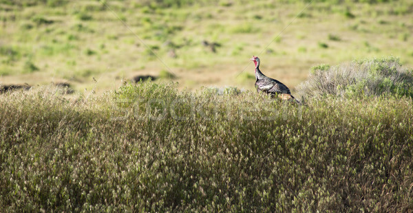Male Turkey Running Tall Growth Big Wild Game Bird Stock photo © cboswell
