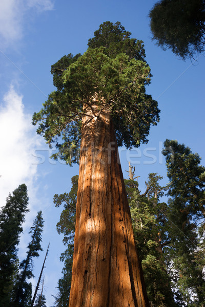 Gigant starożytnych drzewo kanion parku rok Zdjęcia stock © cboswell