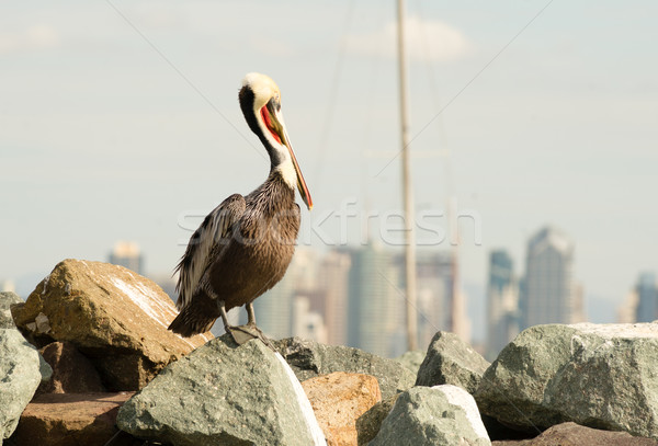 棕色 鳥 聖地亞哥 動物 商業照片 © cboswell