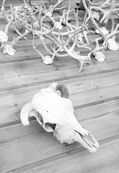 Koponya agancs csont tehén kirakat textúra Stock fotó © cboswell