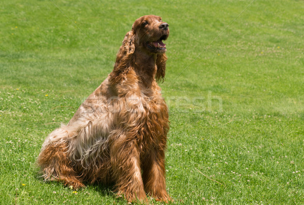 Vörös haj ír fajtiszta kutyaféle állat kutya Stock fotó © cboswell