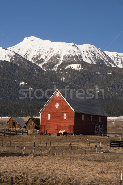 Livestock Wind Break Horse Leaning Red Barn Mountain Ranch Stock photo © cboswell