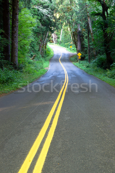 Szenische Autobahn Regenwald Sonnenlicht kann kaum Stock foto © cboswell