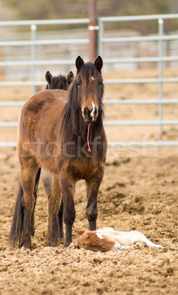 Horse Mother Stands over Tired Colt Foal Offspring Stock photo © cboswell