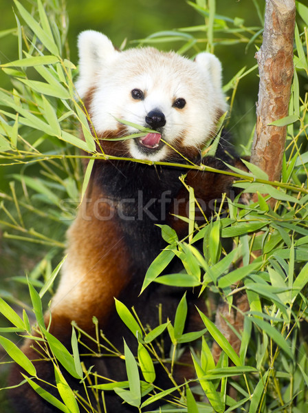 Stock fotó: Piros · panda · rendszeres · diéta · bambusz · fa