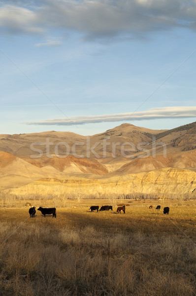 Sığırlar çiftlik çiftlik hayvanları batı dağ lan Stok fotoğraf © cboswell