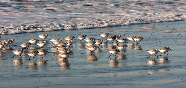 Sandpiper Birds Run Up Beach Feeding Sand Ocean Surf Stock photo © cboswell