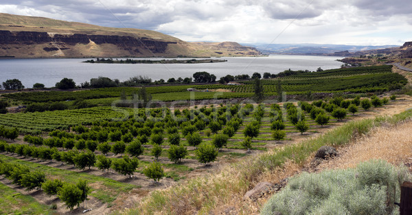 Farmer Fields Orchards Fruit Trees Columbia River Gorge Stock photo © cboswell