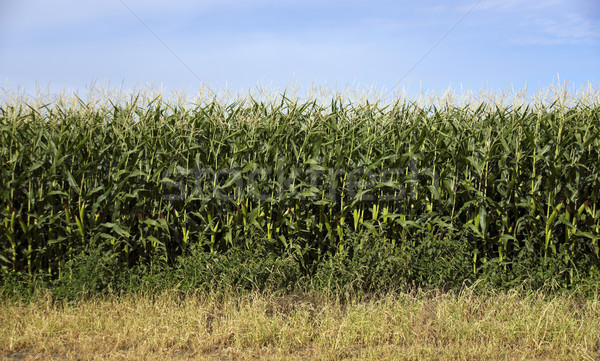 Kukurydza dziedzinie wole Błękitne niebo produkować Zdjęcia stock © cboswell