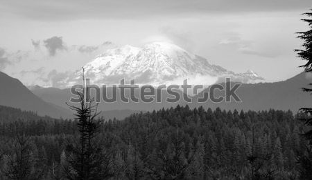 Hazy Atmospheric Conditions National Forest Mt Rainier Stock photo © cboswell