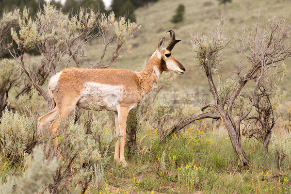 Adult Pronghorn Grazing Pasture Wild Animal Yellowstone Stock photo © cboswell