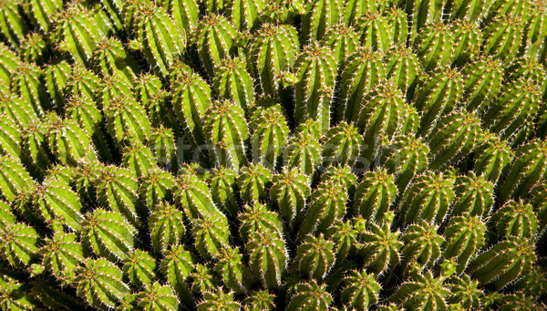 Cactus Festival Stock photo © cboswell