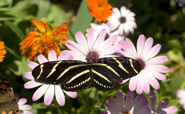 Zebra Longwing Butterfly Stock photo © cboswell